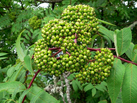 {Sorbus americana}